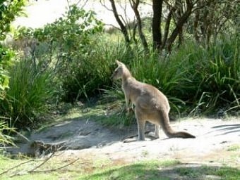 Kangaroo, Pebbly Beach