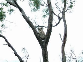 Koala, Raymond Island