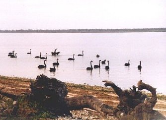 Black Swans, Raymond Island