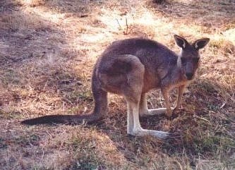 Kangaroo