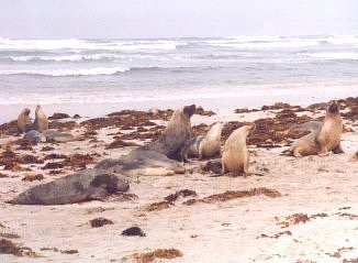 Seals Bay
