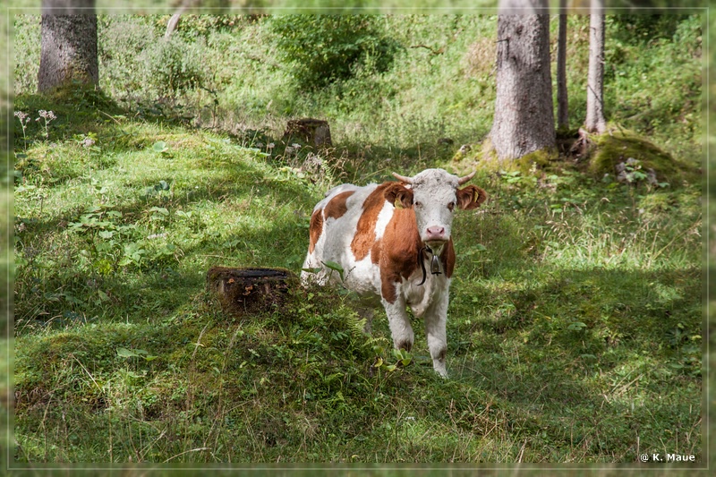 Alpen2015_061.jpg