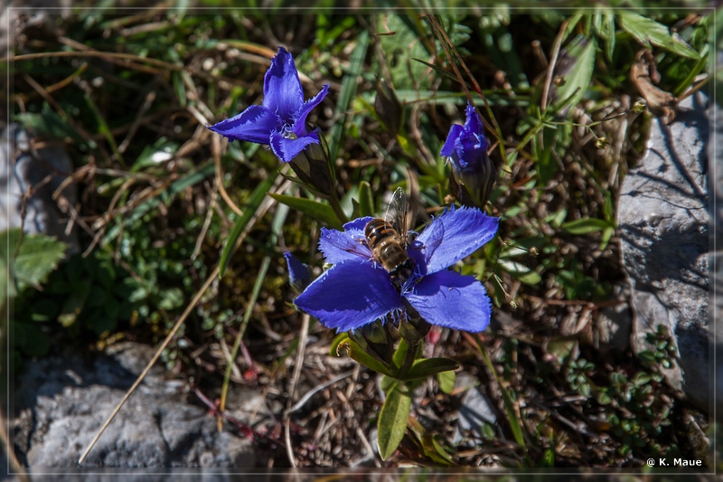 Alpen2015_234.jpg