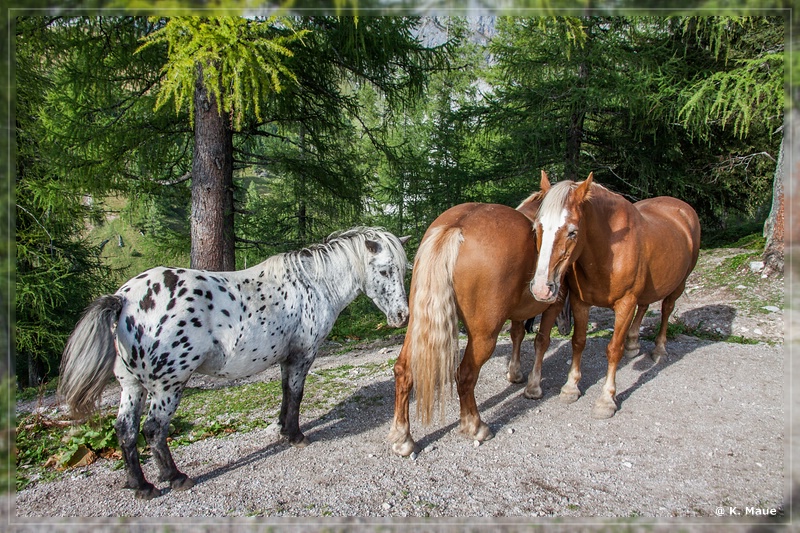 Alpen2015_447.jpg