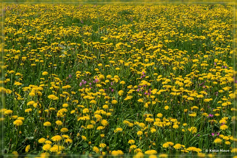 Erdbeerweg_Vinschgau_2018_14.jpg