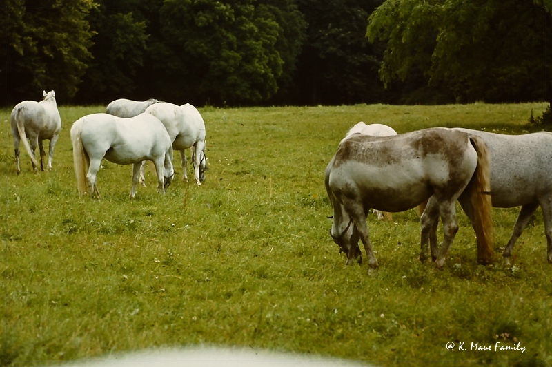 Austria+Jugoslawien_1980_23.jpg