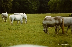 Austria+Jugoslawien_1980_23