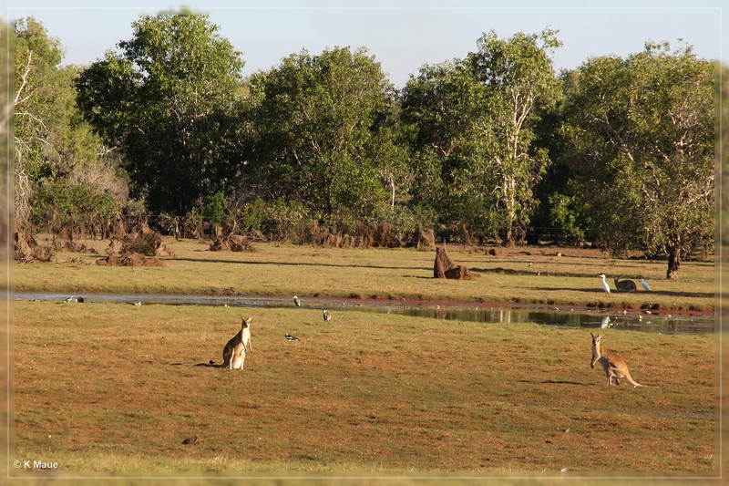 austr2011_349.jpg