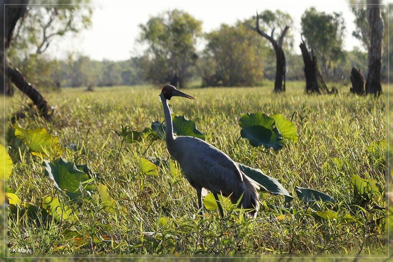 austr2011_353.jpg