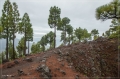 lapalma_2013_039