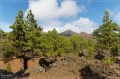 lapalma_2013_206