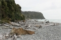 NZ2012_538