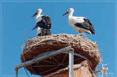 Nordostdeutschland_2018_013