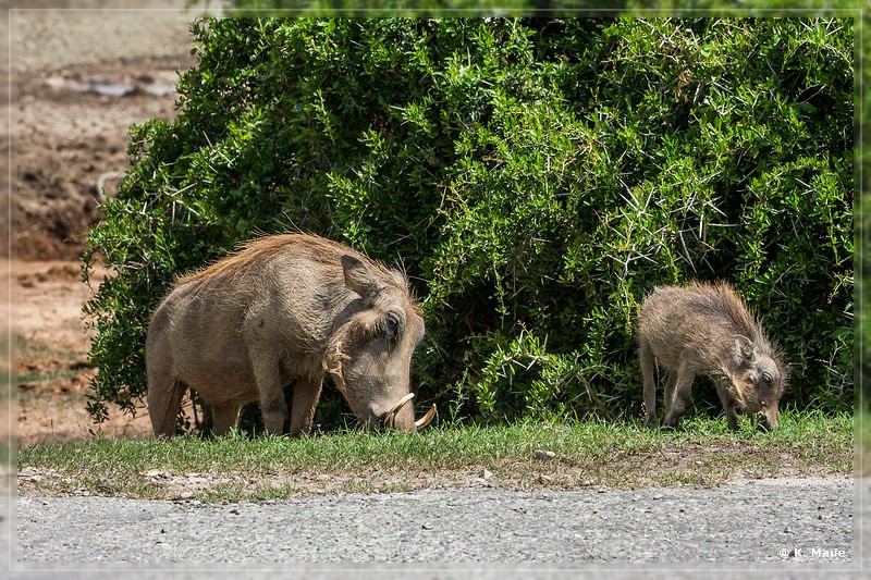 suedafrika_2019_0304.jpg