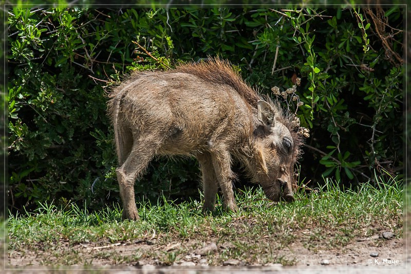 suedafrika_2019_0305.jpg