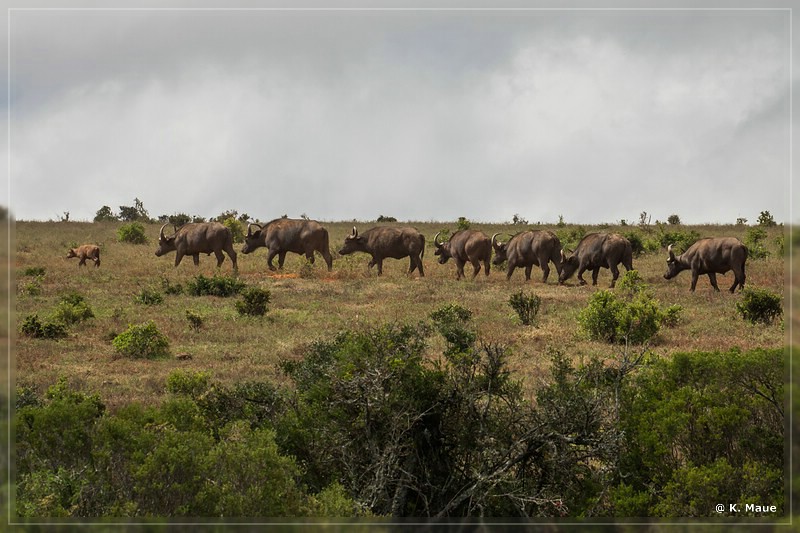 suedafrika_2019_0315.jpg