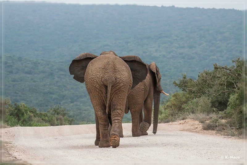 suedafrika_2019_0332.jpg