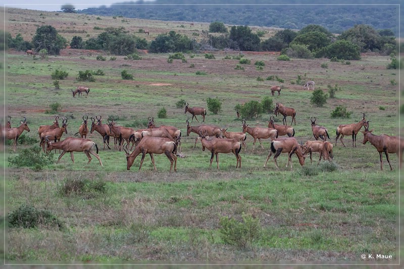 suedafrika_2019_0334.jpg