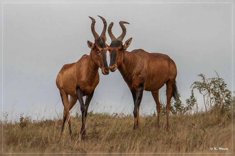 suedafrika_2019_0340.jpg