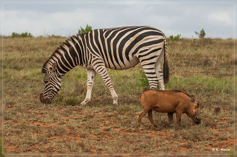 suedafrika_2019_0341.jpg