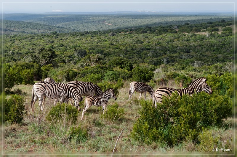 suedafrika_2019_0344.jpg