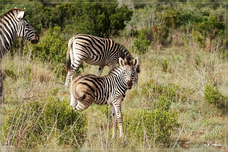 suedafrika_2019_0345.jpg