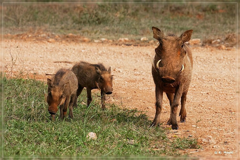 suedafrika_2019_0346.jpg