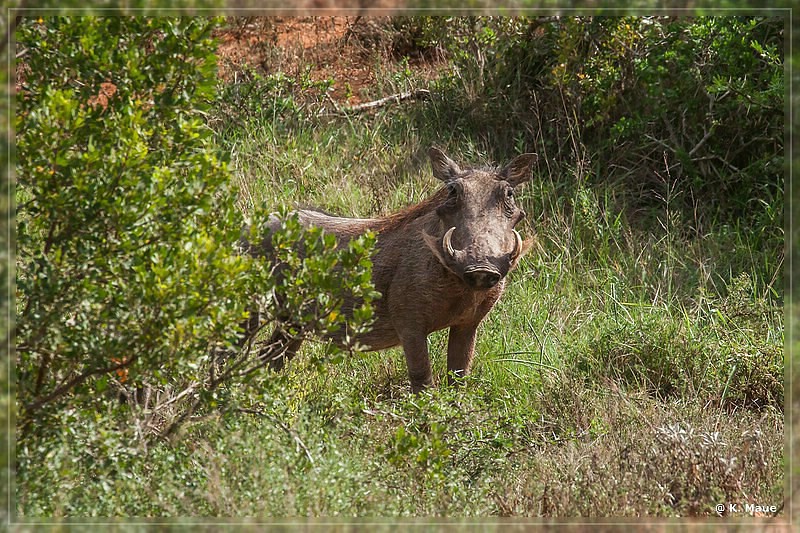 suedafrika_2019_0349.jpg