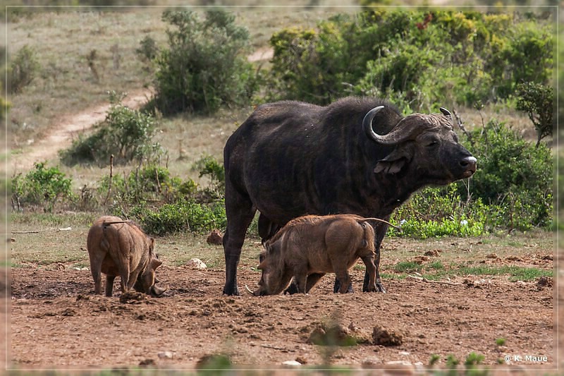 suedafrika_2019_0352.jpg