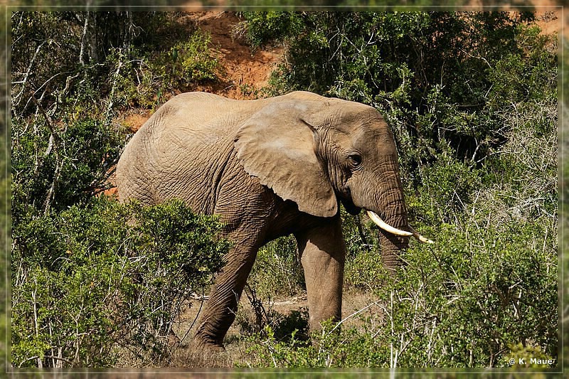 suedafrika_2019_0357.jpg