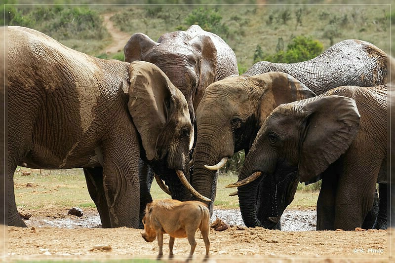 suedafrika_2019_0374.jpg