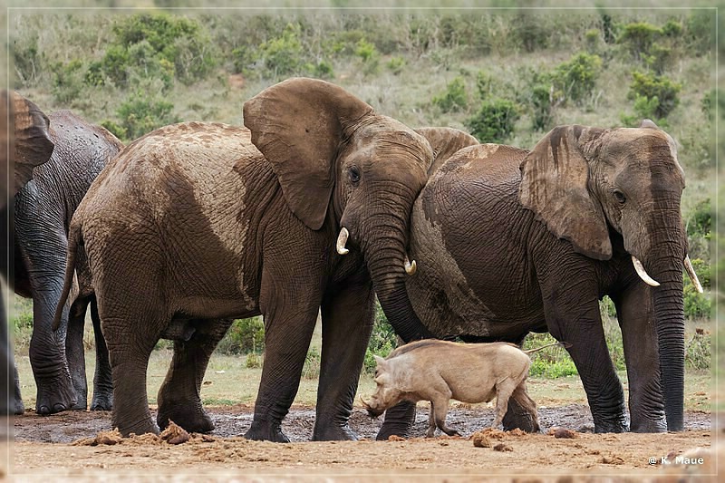 suedafrika_2019_0375.jpg