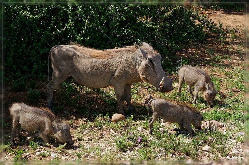 suedafrika_2019_0394.jpg