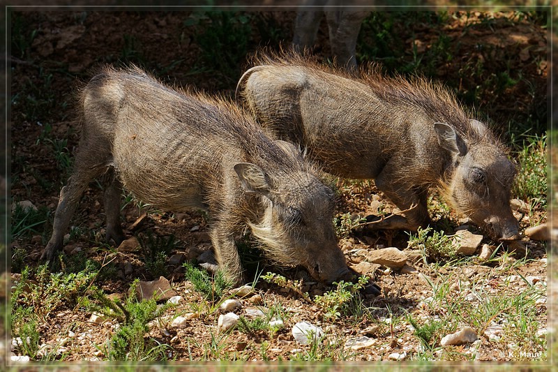 suedafrika_2019_0395.jpg