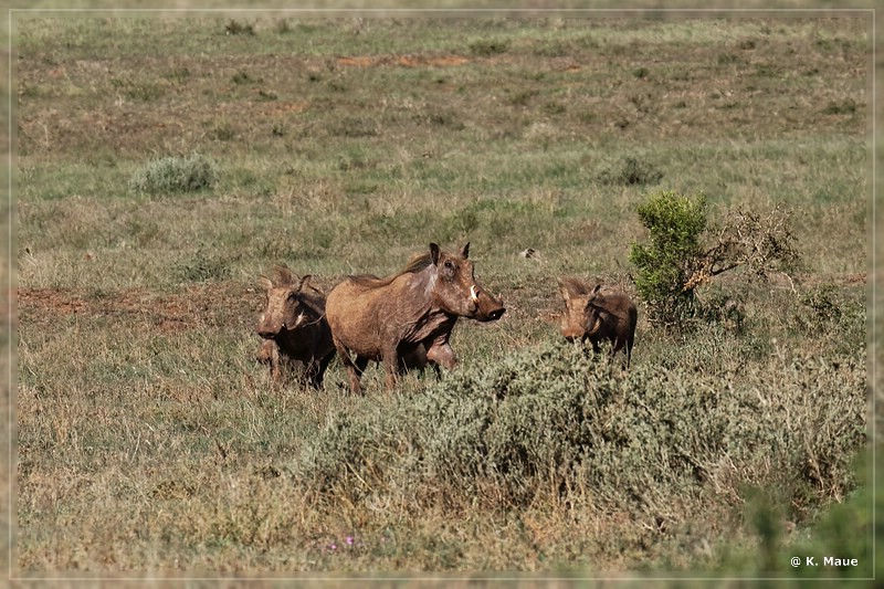 suedafrika_2019_0403.jpg