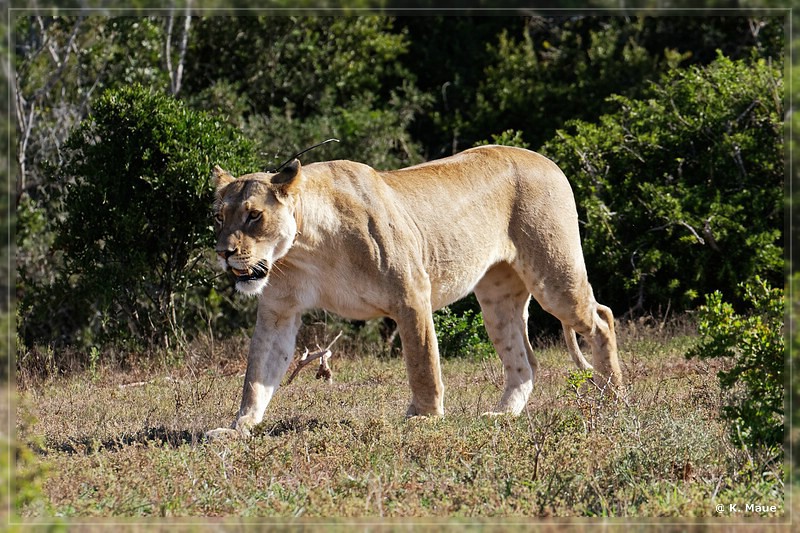 suedafrika_2019_0405.jpg