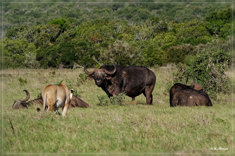 suedafrika_2019_0423.jpg