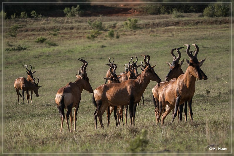 suedafrika_2019_0430.jpg