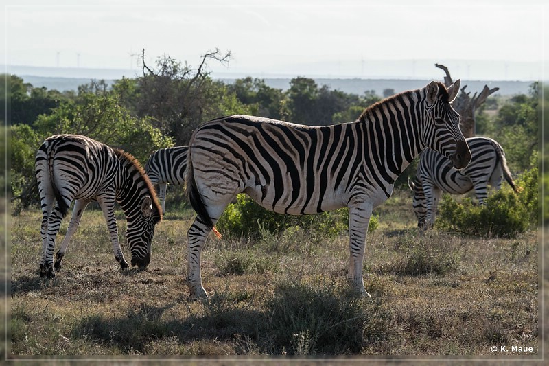 suedafrika_2019_0432.jpg