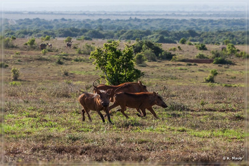 suedafrika_2019_0434.jpg