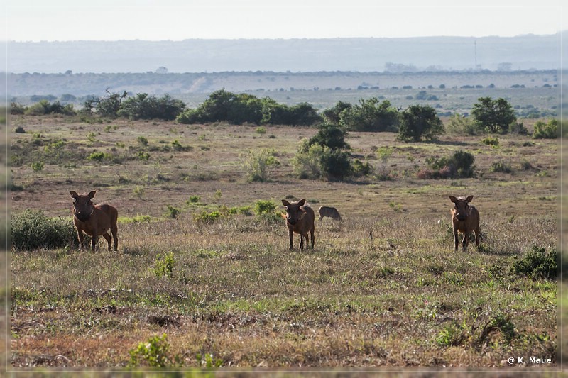 suedafrika_2019_0435.jpg