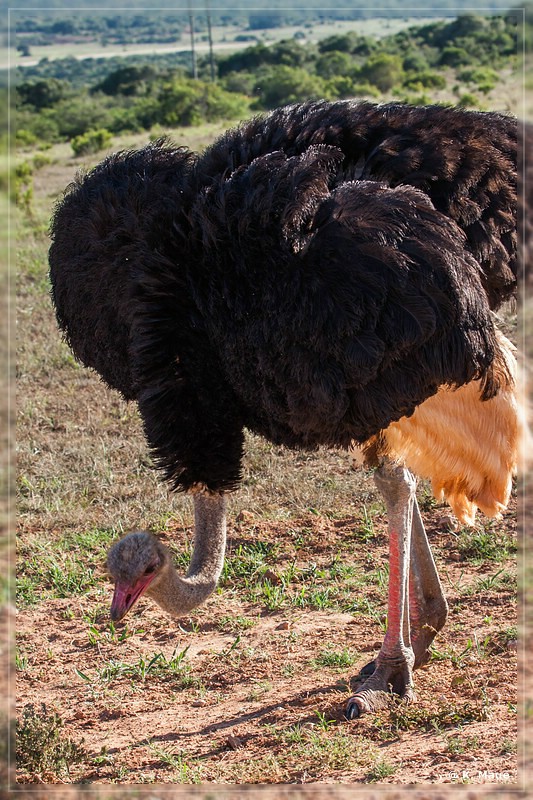 suedafrika_2019_0438.jpg