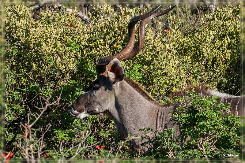 suedafrika_2019_0440.jpg