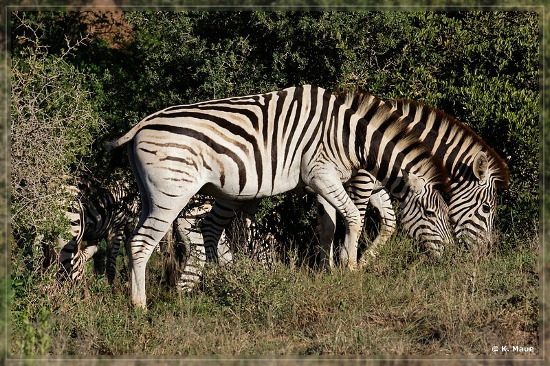 suedafrika_2019_0442.jpg