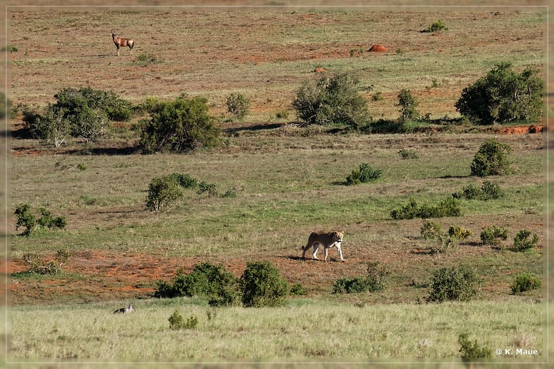 suedafrika_2019_0445.jpg