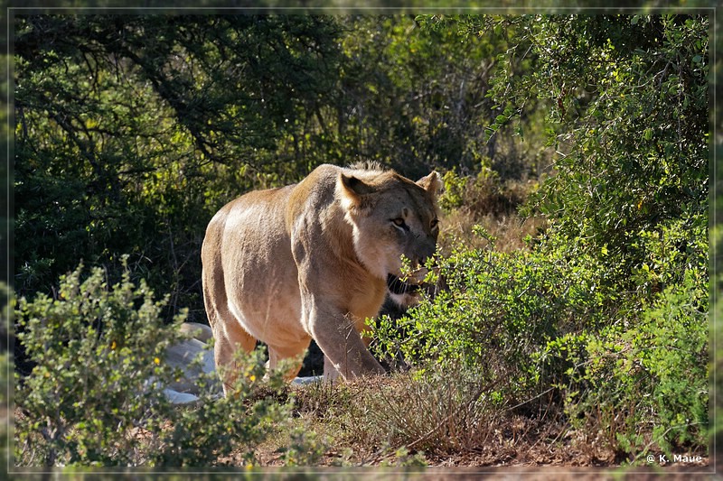 suedafrika_2019_0451.jpg