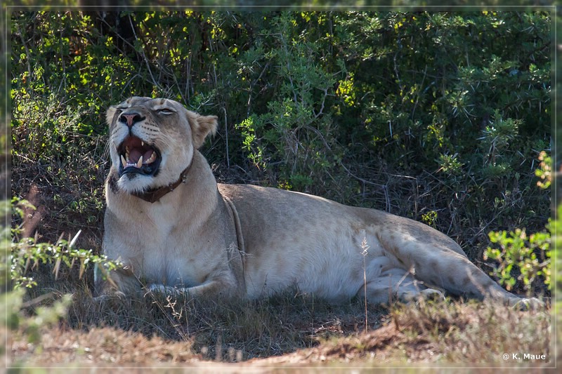 suedafrika_2019_0454.jpg