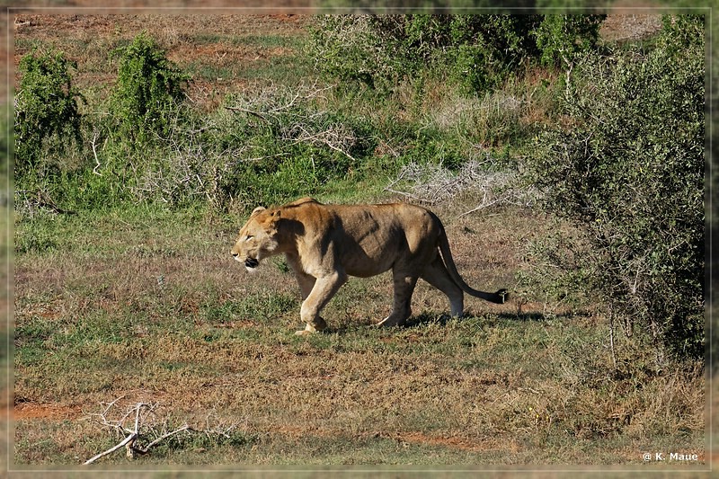 suedafrika_2019_0455.jpg