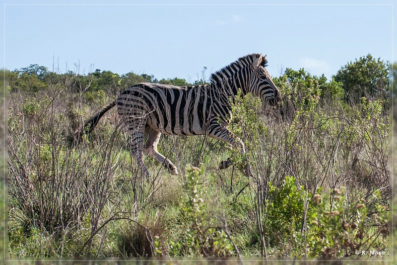 suedafrika_2019_0456.jpg