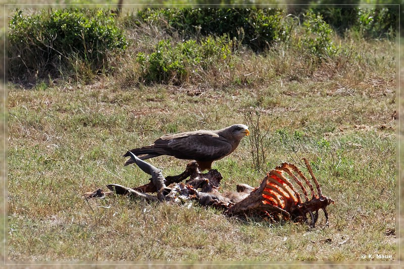 suedafrika_2019_0457.jpg